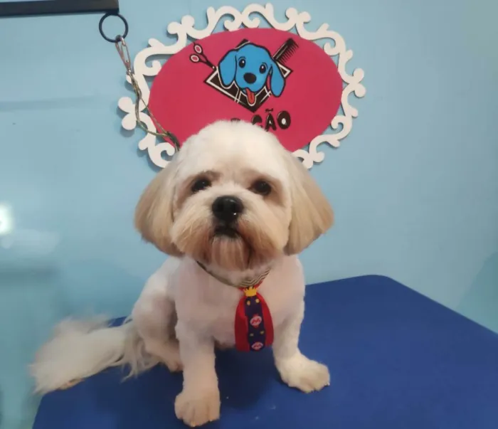 Cachorro ra a Lhasa apso  idade 6 ou mais anos nome Joe