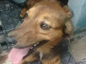 Cachorro raça Sem raça definida  idade 3 anos nome Wood