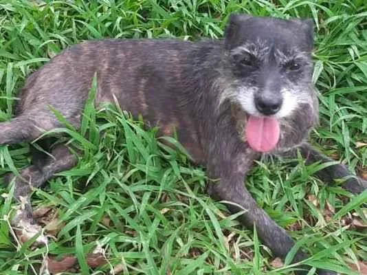 Cachorro raça srd idade 2 anos nome Gigi
