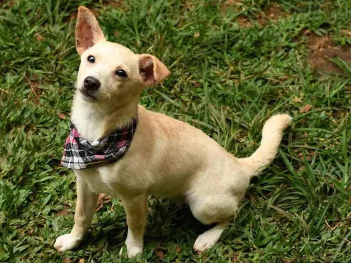 Cachorro raça srd idade 7 a 11 meses nome Yasmini 
