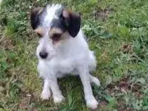 Cachorro raça srd idade 1 ano nome Jessie