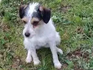 Cachorro raça srd idade 1 ano nome Jessie