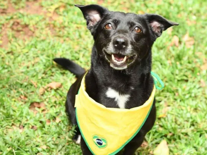Cachorro raça srd idade 3 anos nome Pipoca 