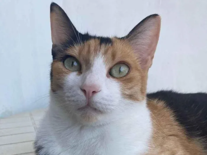 Gato ra a Sem raça definida  idade 2 anos nome Au 