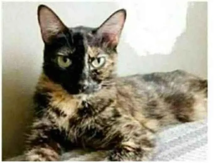 Gato ra a srd escaminha  idade 3 anos nome MAG