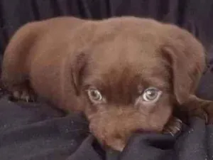 Cachorro raça SRD idade Abaixo de 2 meses nome Ainda não tem nome 