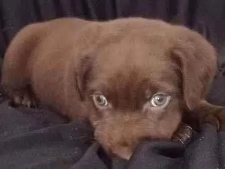 Cachorro raça SRD idade Abaixo de 2 meses nome Ainda não tem nome 