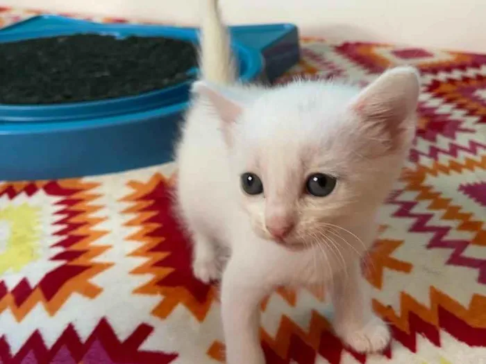 Gato ra a Srd idade Abaixo de 2 meses nome Catano e Babi
