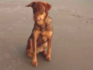 Cachorro raça Labrador  idade 1 ano nome Tody