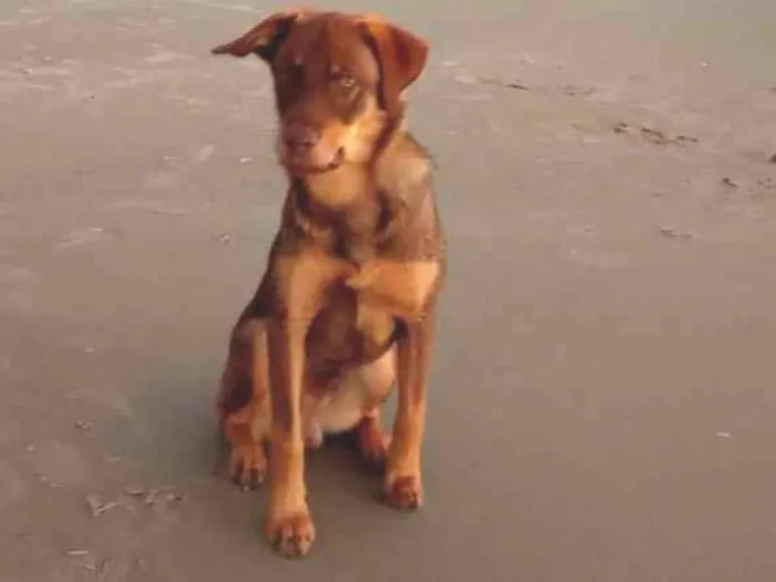 Cachorro ra a Labrador  idade 1 ano nome Tody