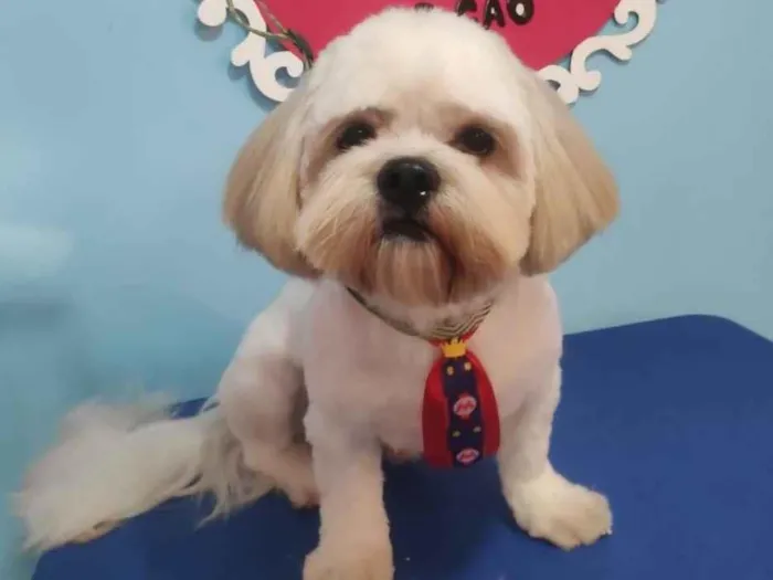 Cachorro ra a Lhasa apso  idade 6 ou mais anos nome Joe
