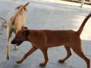 Cachorro raça sem raça definida idade 2 a 6 meses nome Nininha e Rex