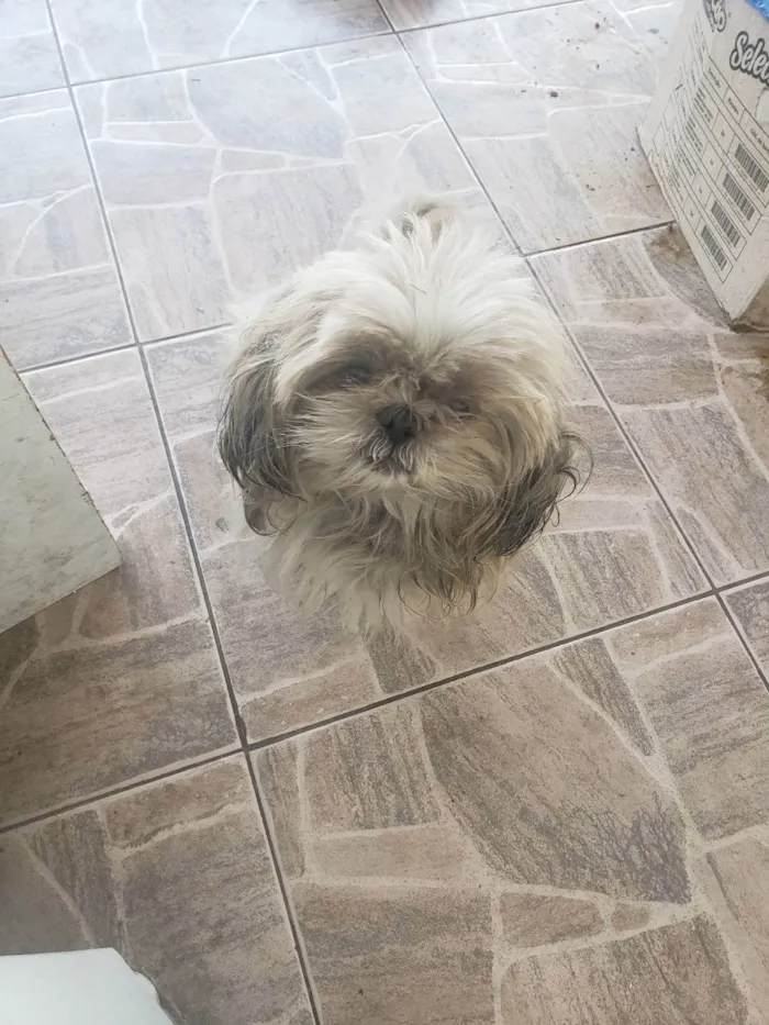 Cachorro ra a Lhasa idade 2 anos nome Pelúcia 