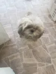 Pelúcia