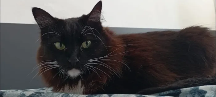 Gato ra a Angorá idade 6 ou mais anos nome Laguertha