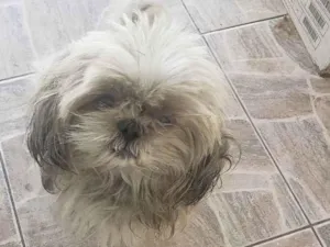 Cachorro raça Lhasa idade 2 anos nome Pelúcia 