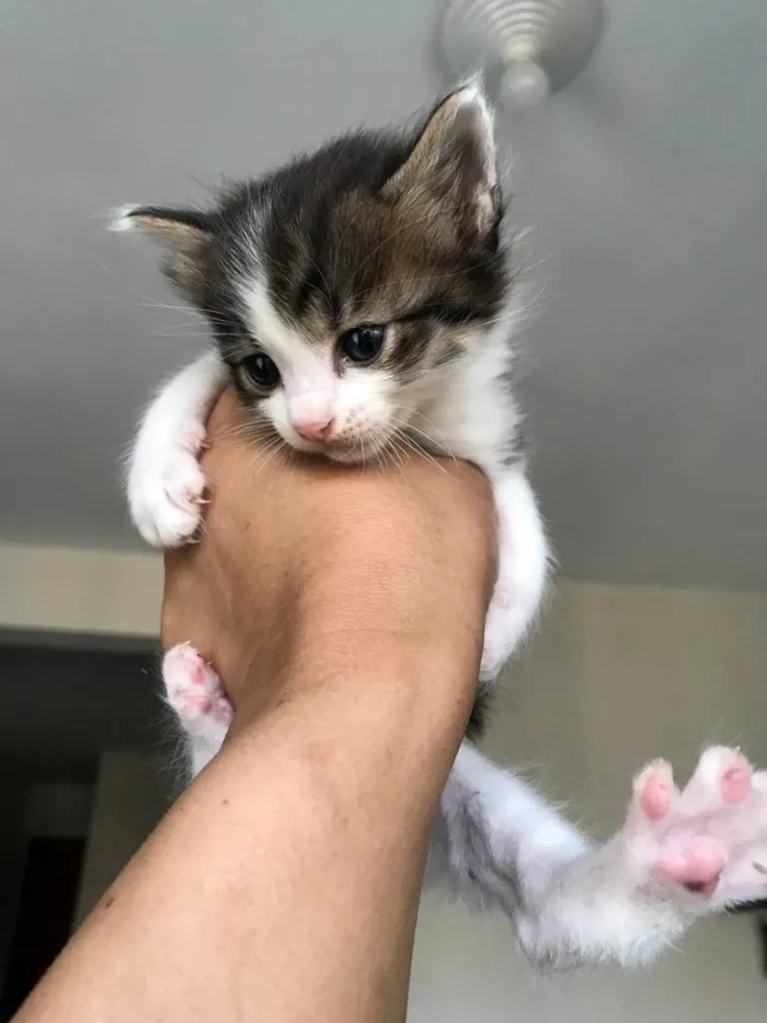 Gato ra a Sem raça definida  idade Abaixo de 2 meses nome Sem nome