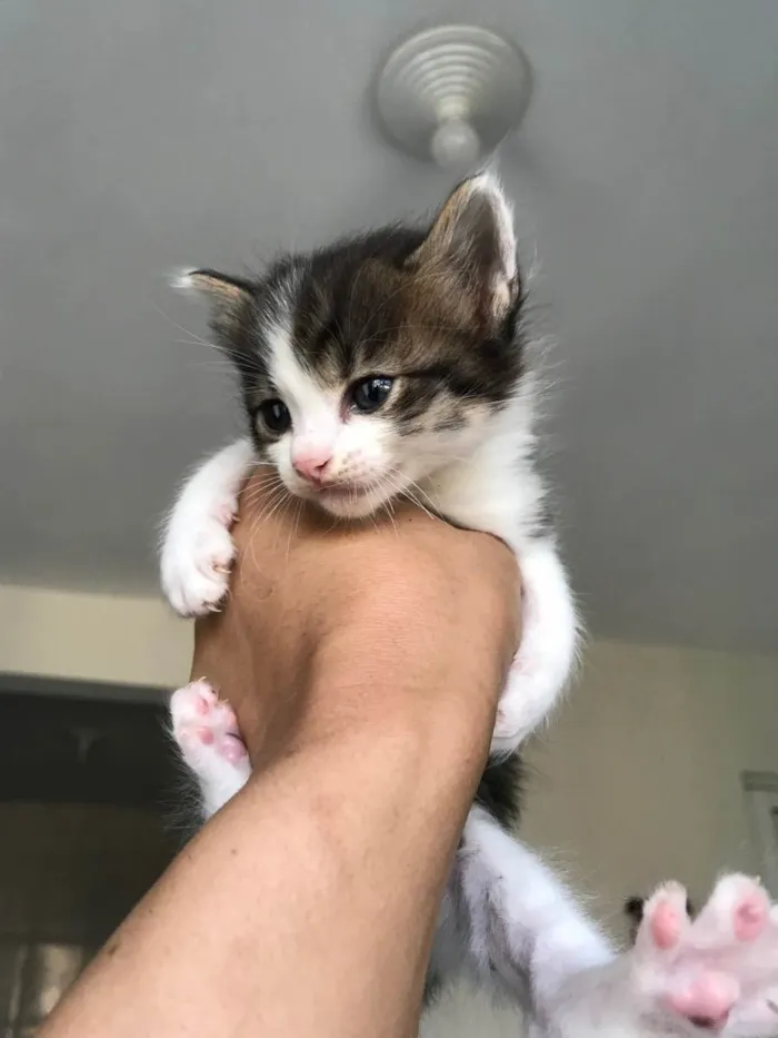 Gato ra a Sem raça definida  idade Abaixo de 2 meses nome Sem nome