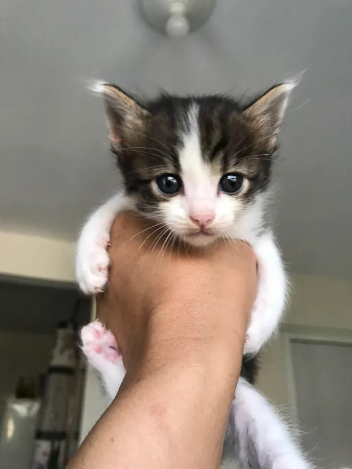Gato ra a Sem raça definida  idade Abaixo de 2 meses nome Sem nome