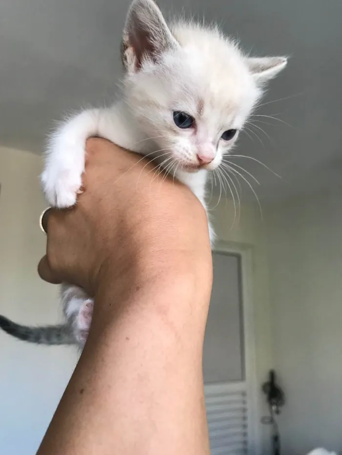 Gato ra a Sem raça definida  idade Abaixo de 2 meses nome Sem nome
