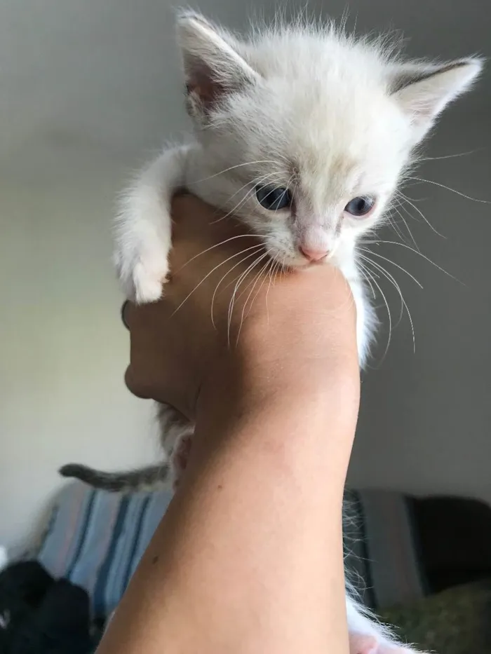 Gato ra a Sem raça definida  idade Abaixo de 2 meses nome Sem nome
