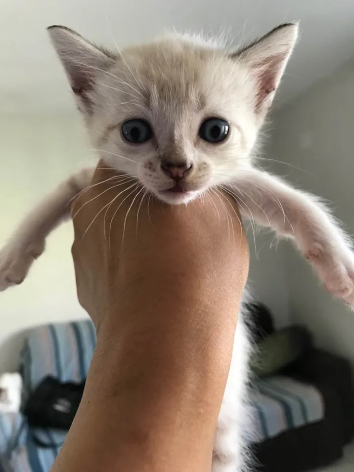 Gato ra a Sem raça definida  idade Abaixo de 2 meses nome Sem nome
