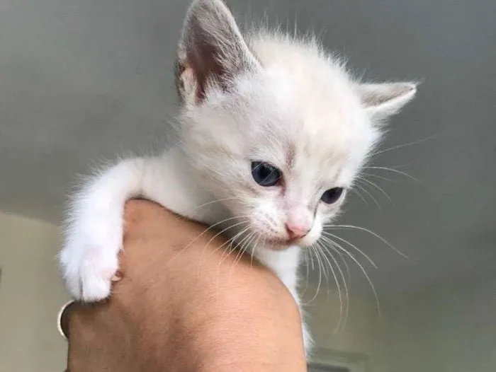 Gato ra a Sem raça definida  idade Abaixo de 2 meses nome Sem nome