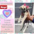 Margot 