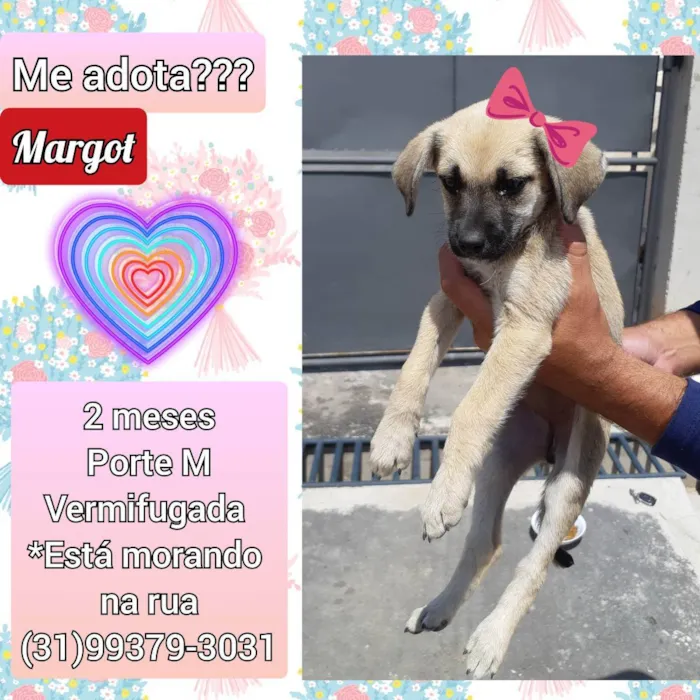 Cachorro raça SRD idade 2 a 6 meses nome Margot 