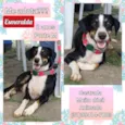 Esmeralda