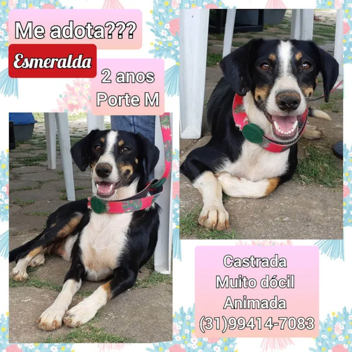 Cachorro raça SRD idade 2 anos nome Esmeralda