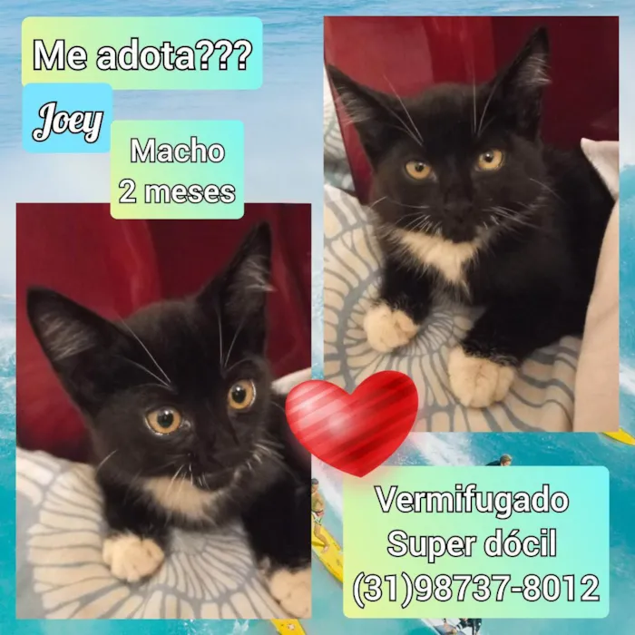 Gato raça SRD idade 2 a 6 meses nome Joey