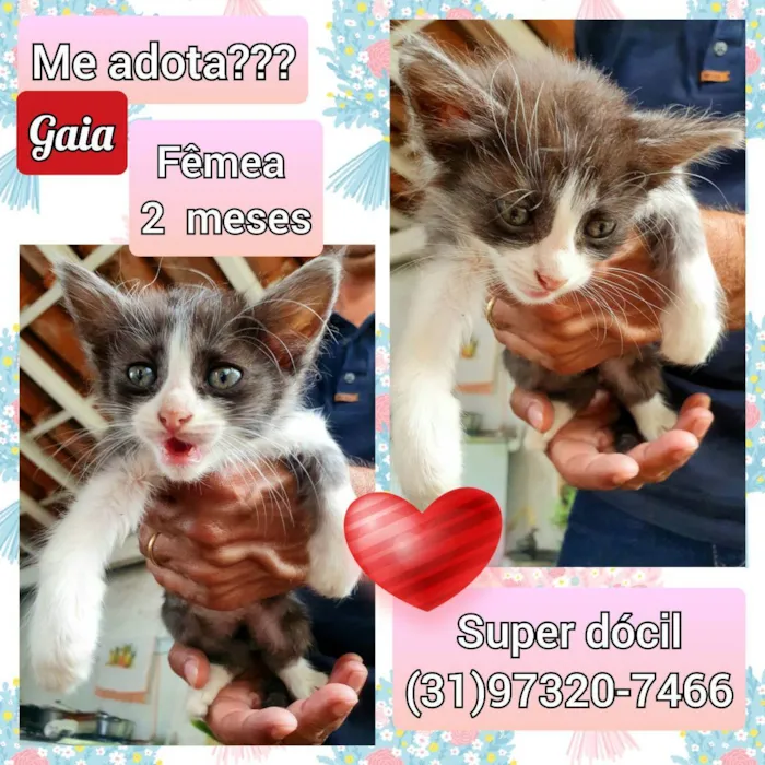 Gato raça SRD idade 2 a 6 meses nome Gaia 