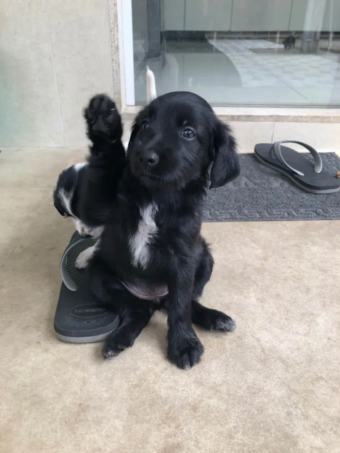 Cachorro ra a Vira lata  idade Abaixo de 2 meses nome Pipoca, paçoca,pluta