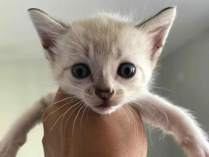 Gato ra a Sem raça definida  idade Abaixo de 2 meses nome Sem nome