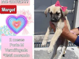Cachorro raça SRD idade 2 a 6 meses nome Margot 