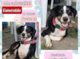 Esmeralda