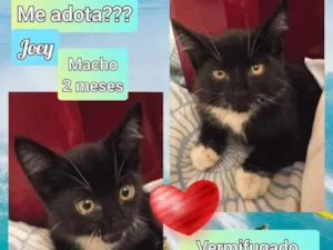 Gato raça SRD idade 2 a 6 meses nome Joey