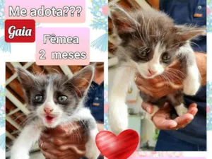 Gato raça SRD idade 2 a 6 meses nome Gaia 