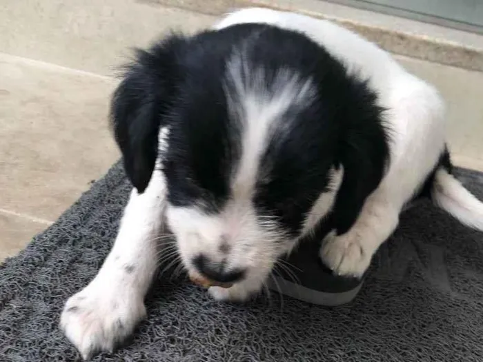 Cachorro ra a Vira lata  idade Abaixo de 2 meses nome Pipoca, paçoca,pluta