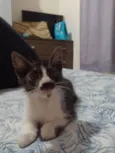 Bigode