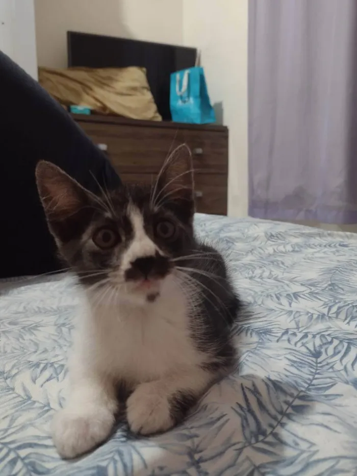 Gato ra a Vira lata idade 2 a 6 meses nome Bigode