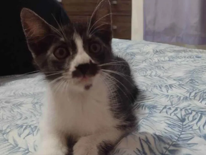 Gato ra a Vira lata idade 2 a 6 meses nome Bigode