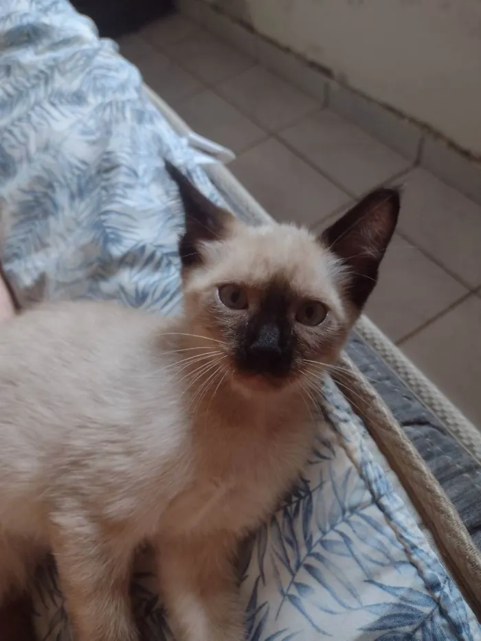 Gato ra a Vira lata idade 2 a 6 meses nome Harry