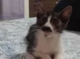 Bigode