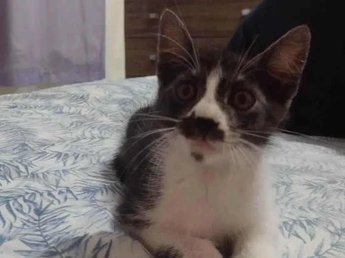 Gato ra a Vira lata idade 2 a 6 meses nome Bigode