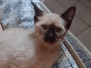 Gato raça Vira lata idade 2 a 6 meses nome Harry