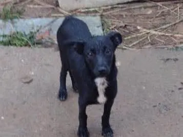 Cachorro ra a Vira lata  idade 2 a 6 meses nome Sem nome 