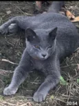 Little Gray