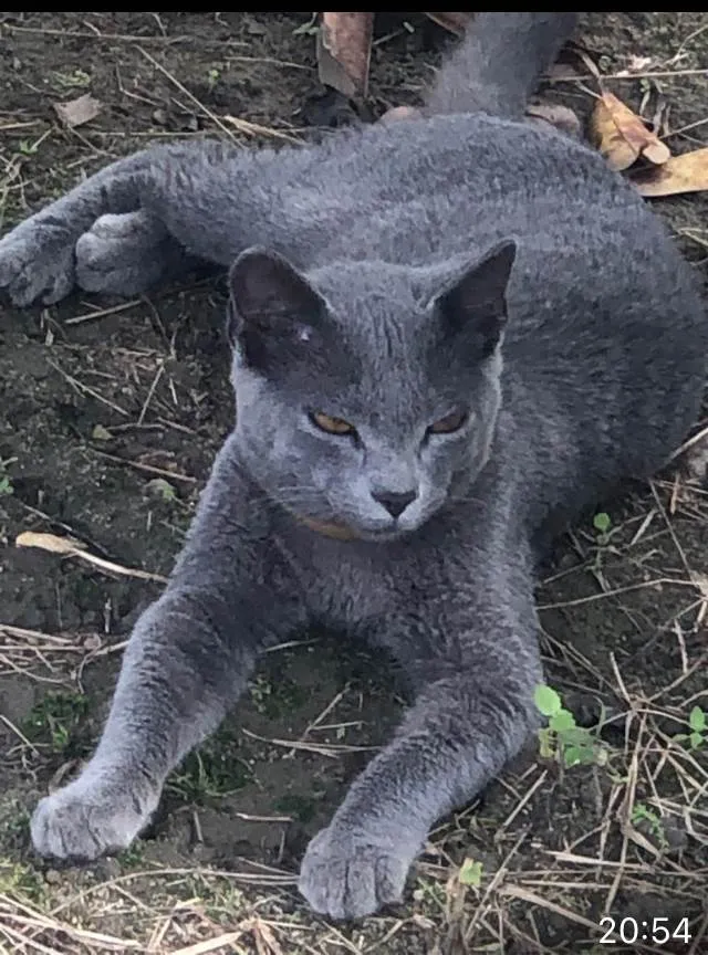 Gato ra a  idade 2 a 6 meses nome Little Gray